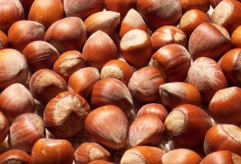 Turcja – Drastyczny wzrost cen orzechów laskowych