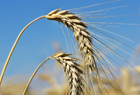 Światowe uprawy niszczeją przez globalne ocieplenie