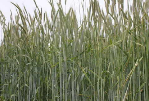 Ceny zbóż na giełdach światowych – 6.05.2012