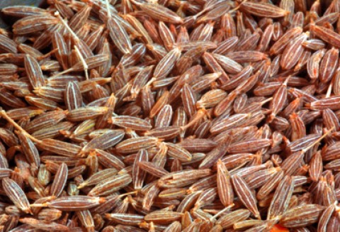 Dopłaty do materiału siewnego – już można nabywać materiał siewny objęty dopłatą w 2012 r.