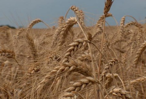 Stabilizacja cen pasz, ale żyto wyjątkowo drogie