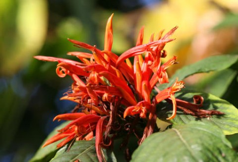 Sesja Naukowa Instytutu Ochrony Roślin