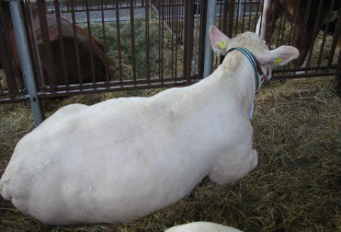 Paragwaj – Wzrost eksportu wołowiny