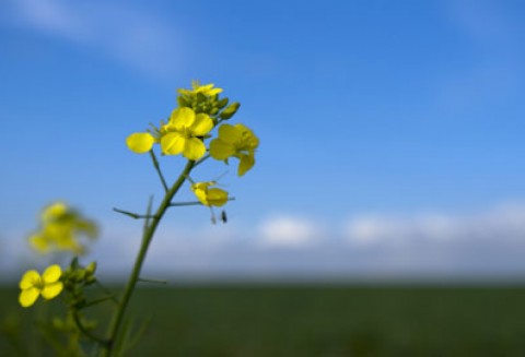 Pośrednia zmiana użytkowania gruntów w związku z biopaliwami to jedynie teoria - twierdzą amerykańscy naukowcy