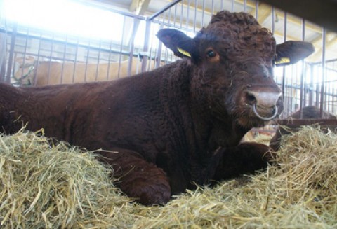 „Tradycja, jakość i europejski smak” – kampania promująca wieprzowinę i wołowinę z Unii Europejskiej na targach Korea Food Week 2011