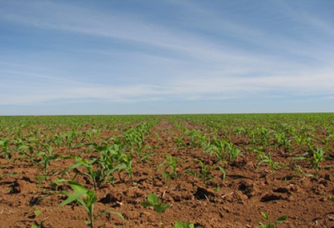 Już od jutra ARiMR będzie przyjmować wnioski o przyznanie dopłat bezpośrednich, wsparcia ONW i płatności rolnośrodowiskowych za 2012r.