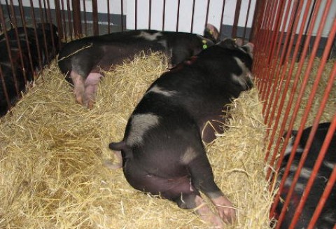 Rosja – Wzrost cen mięsa wieprzowego