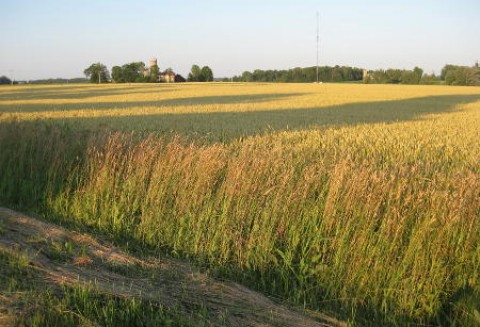 Tydzień na rynku giełdowym zbóż – 06.02.2012