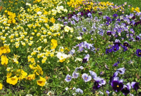 Targi ogrodnicze „Pamiętajmy o Ogrodach”