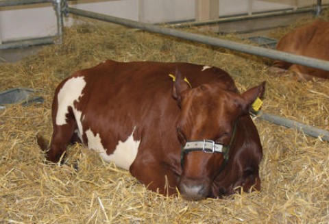 Indie -  Wzrost eksportu wołowiny