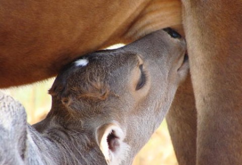 Argentyna – Odbudowa pogłowia bydła