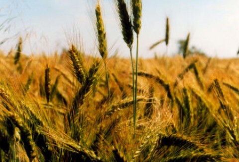 Produkcja unijnych zbóż się zwiększy