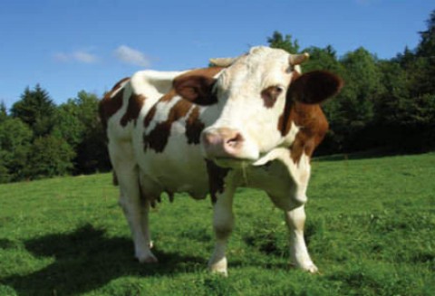 Dania – Niewielkie ryzyko wystąpienia BSE