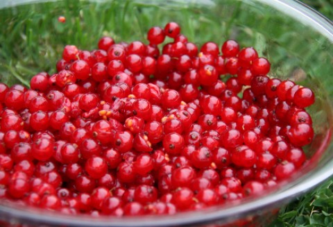 Porzeczki i agrest na Opolszczyźnie są doszczętnie zniszczone