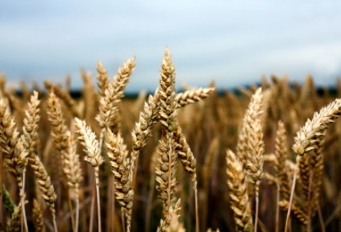 Rosja – Zniesienie embarga na eksport zboża
