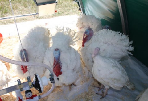 II Święto Indyka w Koźminku