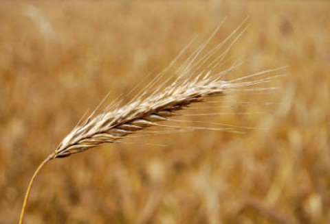 Krajowe ceny zbóż w punktach skupu