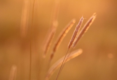 Komisja Europejska poszerzyła listę materiałów paszowych