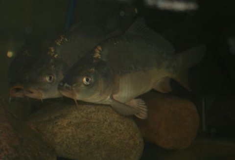 Za zabicie karpia grozi nawet 2 lata więzienia