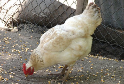 Polski drób dopuszczony do eksportu na rynek chiński