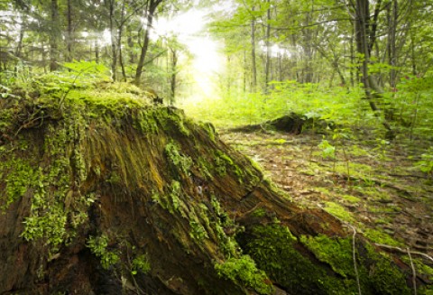 Od dziś wnioski o przyznanie pomocy z działania 