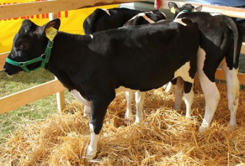 Holandia – Zabójczy wirus wśród bydła