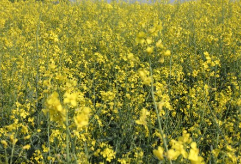 Notowania oleistych na giełdach światowych 13.06.2012