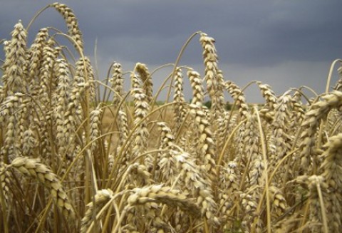 Zboża ozime są zagrożone mączniakiem