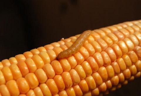 Bułgaria - Kolejna wolna od Genetycznie Modyfikowanych Organizmów (GMO) strefa