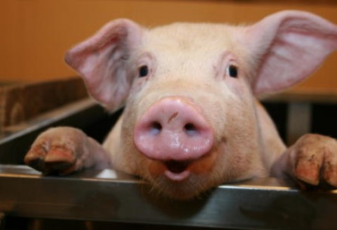 Odnotowano najbardziej dynamiczny spadek cen trzody chlewnej