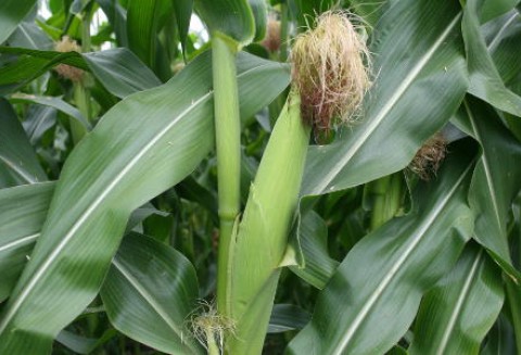 Stonka kukurydziana jako szkodnik rozpowszechniający się w Unii Europejskiej