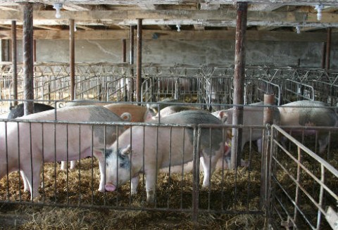 Niemcy – Tym razem skażone dioksynami mięso w Polsce?