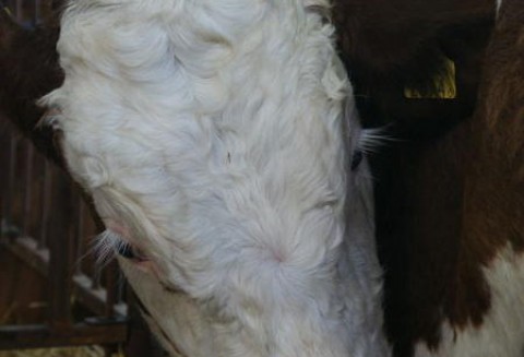 Brazylia – Import australijskiej wołowiny