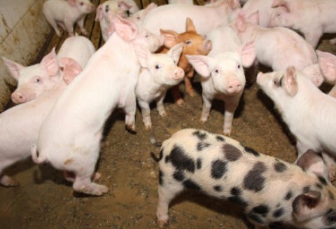 Pogłowie polskiej trzody chlewnej na bardzo niskim poziomie