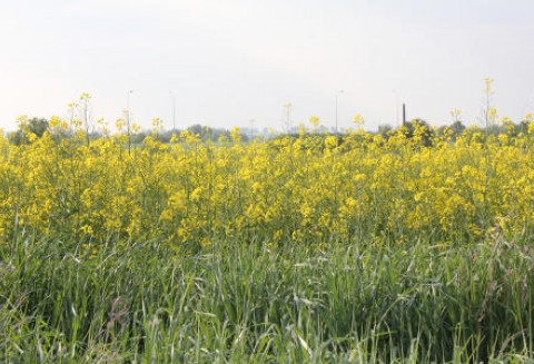 Ceny oleistych na giełdach światowych - 12.06.2012