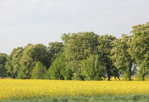 Ceny oleistych na giełdach światowych – 10.05.2012