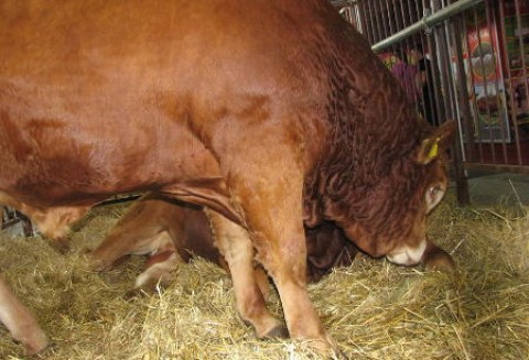 Chiny -  Wzrost produkcji wołowiny