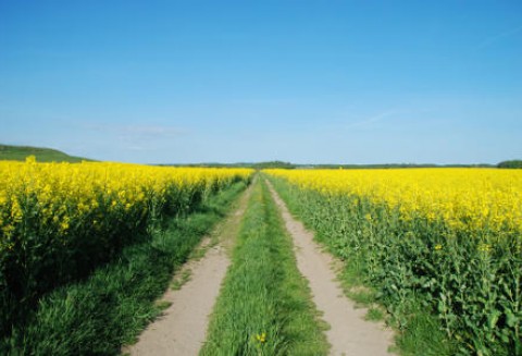 Ceny oleistych na giełdach światowych – 22.03.2012