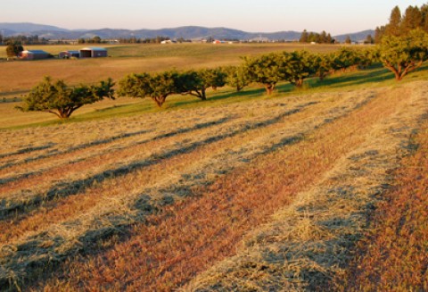 Najważniejsze jest rolnictwo