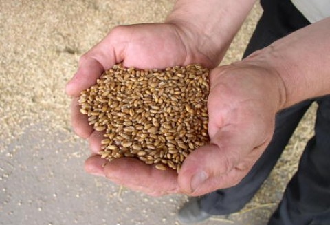 Dopłaty do kwalifikowanego materiału siewnego