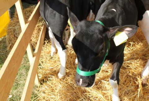 Dla cieląt dobre są prebiotyki