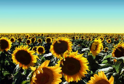 Spadek przerobu nasion oleistych