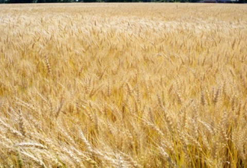 Druga edycja Konkursu Wiedzy o Rolnictwie Ekologicznym zakończona