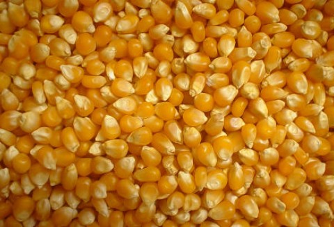 Deficyt kukurydzy sprawia, że jej cena rośnie