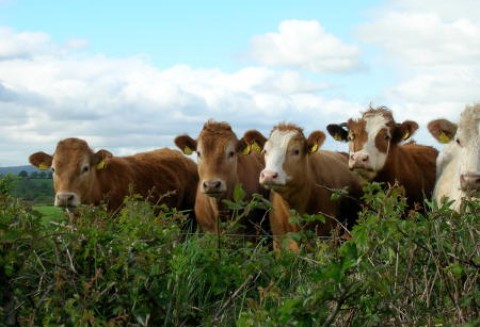 Kanada – Potrzebne jest wsparcie w sektorze wołowiny