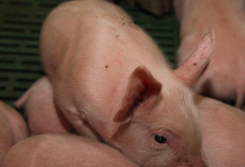 Chiny – Sprowadzą brytyjską trzodę chlewną