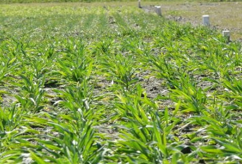 Komunikat w sprawie integrowania produkcji