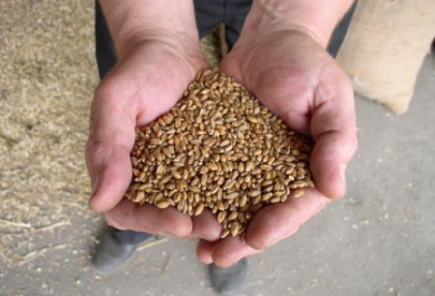 Mija termin składania wniosków o dopłatę do materiału siewnego