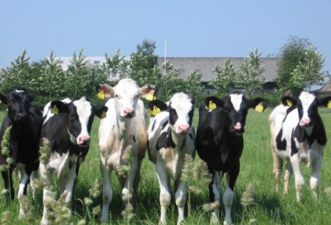 Wyhamowanie tendencji wzrostowej w unijnych skupach mleka
