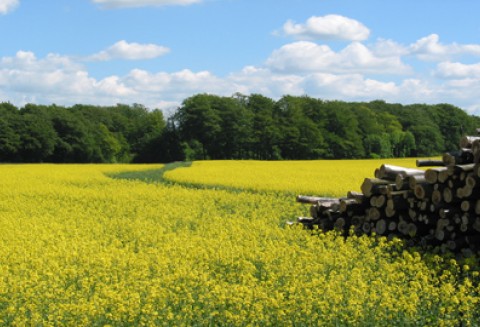 Irlandzki sektor biokomponentów wzywa do zwiększenia zużycia biopaliw przez państwowe przedsiębiorstwa